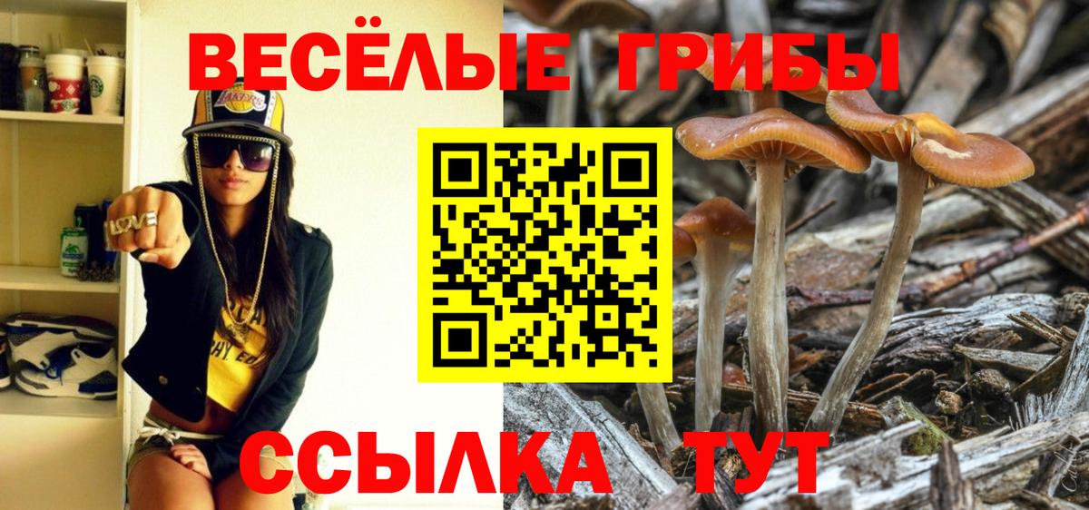 Псилоцибиновые грибы Cubensis  Вход с VPN  Чехов  Псилоцибиновые грибы Cubensis 